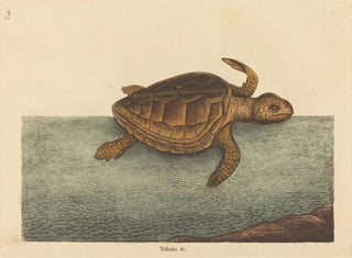 La tortue caouanne Testudo cavanna - Mark Catesby — artwork view