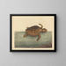 La tortue caouanne Testudo cavanna - Mark Catesby — framed artwork on a wall