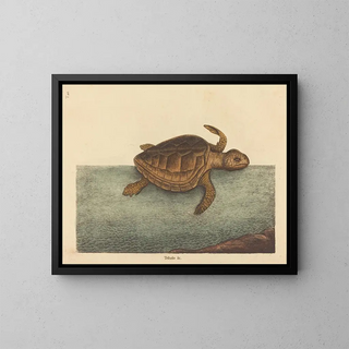 La tortue caouanne Testudo cavanna - Mark Catesby — framed artwork on a wall
