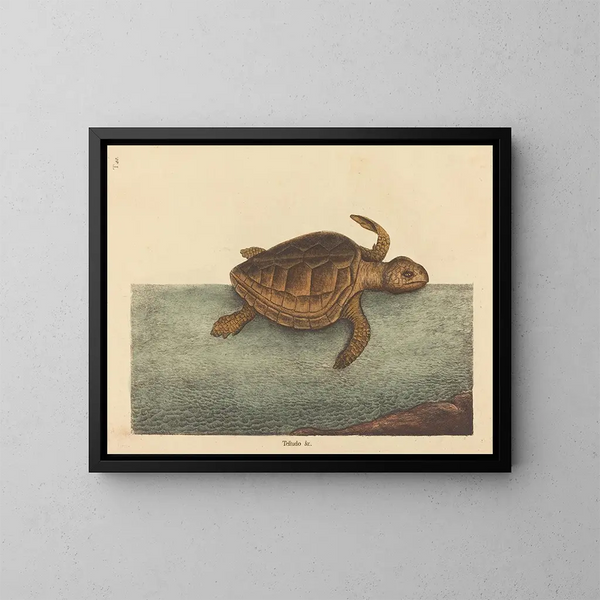 La tortue caouanne Testudo cavanna - Mark Catesby — framed artwork on a wall