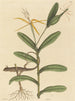 Le Lézard de Lyon Lacerta 6-lineata - Mark Catesby — artwork view