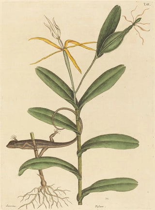 Mark Catesby - The Lyon Lizard Lacerta 6lineata.webp