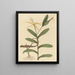Le Lézard de Lyon Lacerta 6-lineata - Mark Catesby — framed artwork on a wall