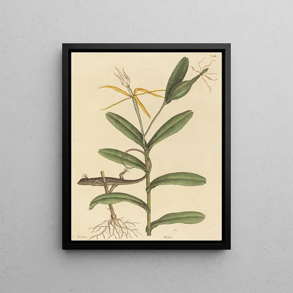 Le Lézard de Lyon Lacerta 6-lineata - Mark Catesby — framed artwork on a wall