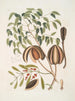 L'acajou - Mark Catesby — artwork view