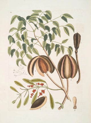 Mark Catesby - The Mahogany Tree.webp