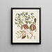 L'acajou - Mark Catesby — framed artwork on a wall