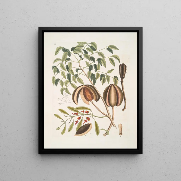 L'acajou - Mark Catesby — framed artwork on a wall
