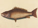 Le vivaneau gris - Mark Catesby — artwork view