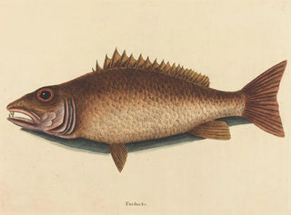 Le vivaneau gris - Mark Catesby — artwork view
