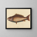 Le vivaneau gris - Mark Catesby — framed artwork on a wall