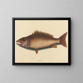 Le vivaneau gris - Mark Catesby — framed artwork on a wall