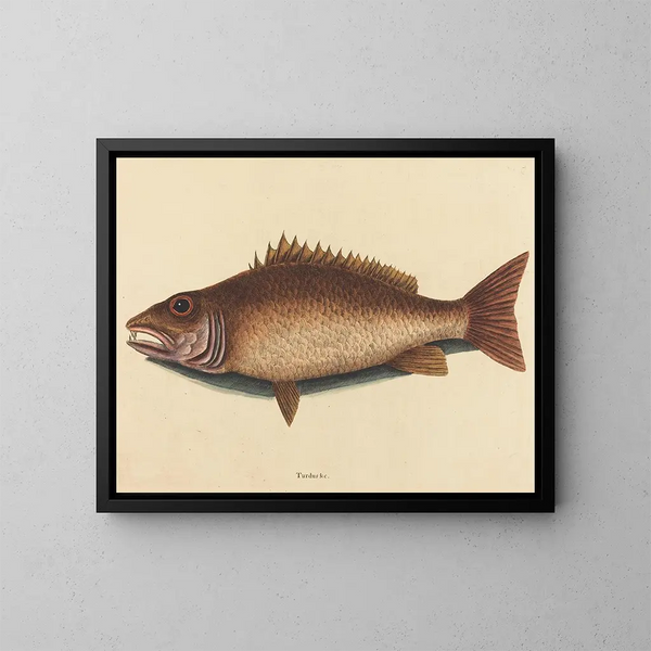Le vivaneau gris - Mark Catesby — framed artwork on a wall