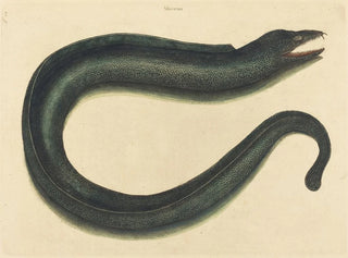 La murène helena - Mark Catesby — artwork view