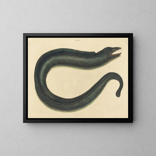 La murène helena - Mark Catesby — framed artwork on a wall