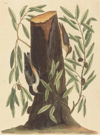 Mark Catesby - The Nuthatch Sitta Europaea.webp