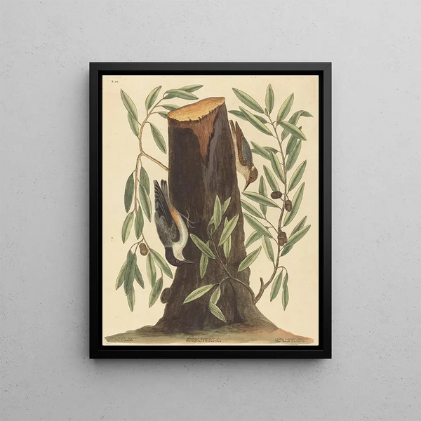 La Sittelle torchepot Sitta europaea - Mark Catesby — framed artwork on a wall