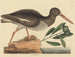 Le Huîtrier pie Haematopus ostralegus - Mark Catesby — artwork view