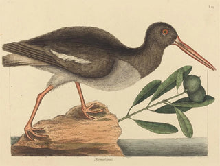 Le Huîtrier pie Haematopus ostralegus - Mark Catesby — artwork view