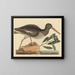 Le Huîtrier pie Haematopus ostralegus - Mark Catesby — framed artwork on a wall