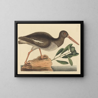 Le Huîtrier pie Haematopus ostralegus - Mark Catesby — framed artwork on a wall