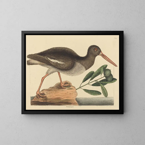 Le Huîtrier pie Haematopus ostralegus - Mark Catesby — framed artwork on a wall