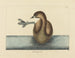 Le Grèbe à bec bigarré - Mark Catesby — artwork view