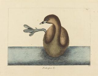 Le Grèbe à bec bigarré - Mark Catesby — artwork view