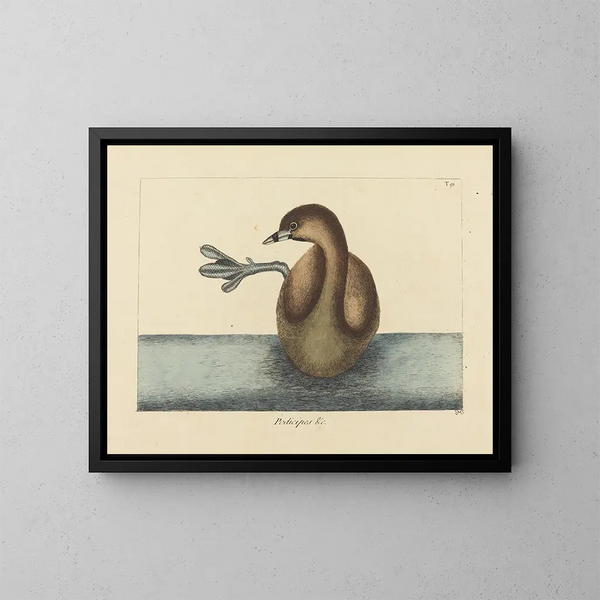 Le Grèbe à bec bigarré - Mark Catesby — framed artwork on a wall