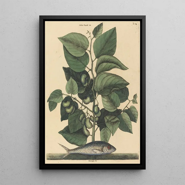 La Sardine Argentina carolina - Mark Catesby — framed artwork on a wall