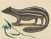 The European Pine Marten - Mark Catesby — artwork view