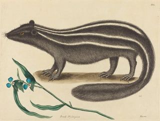 The European Pine Marten - Mark Catesby — artwork view