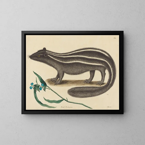 The European Pine Marten - Mark Catesby — framed artwork on a wall