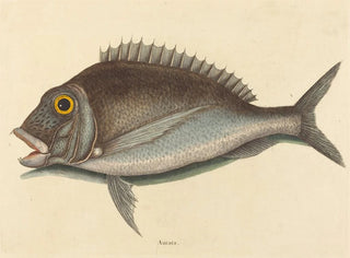 Le Porgy Sparus chrysops - Mark Catesby — artwork view