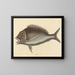 Le Porgy Sparus chrysops - Mark Catesby — framed artwork on a wall