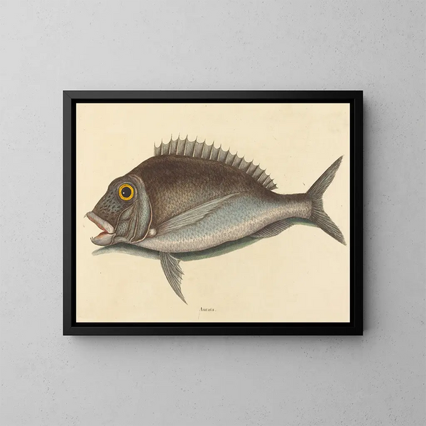 Le Porgy Sparus chrysops - Mark Catesby — framed artwork on a wall