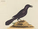 The purple crow - Mark Catesby — artwork view
