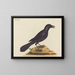 The purple crow - Mark Catesby — framed artwork on a wall