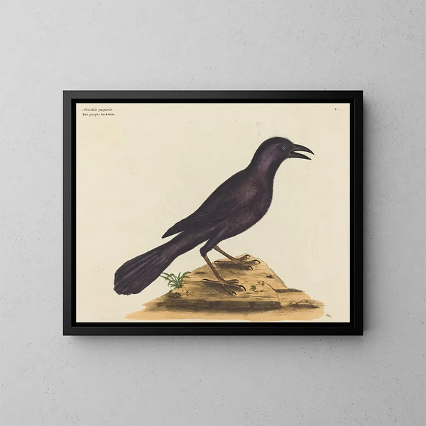 The purple crow - Mark Catesby — framed artwork on a wall