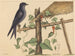 The Purple Martin - Mark Catesby — artwork view