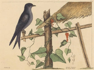 The Purple Martin - Mark Catesby — artwork view
