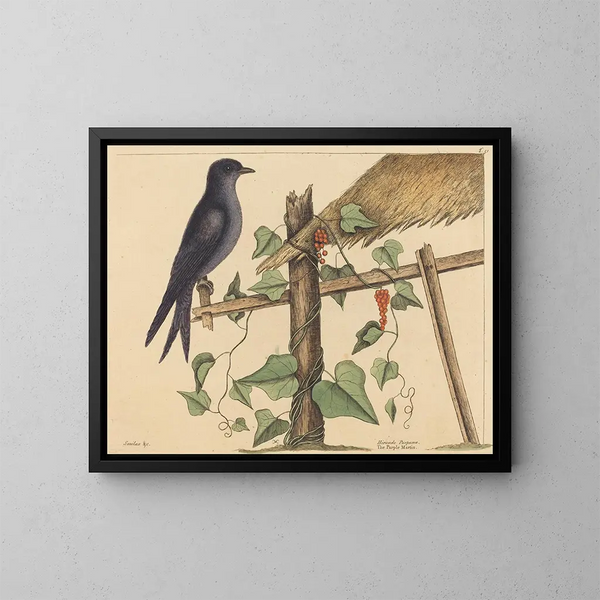 The Purple Martin - Mark Catesby — framed artwork on a wall