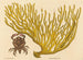 The Red Clawed Crab Cancer erythropus - Mark Catesby — artwork view