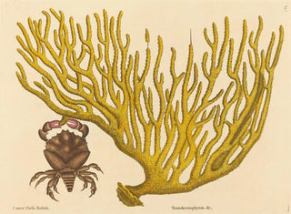The Red Clawed Crab Cancer erythropus - Mark Catesby — artwork view