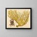 The Red Clawed Crab Cancer erythropus - Mark Catesby — framed artwork on a wall