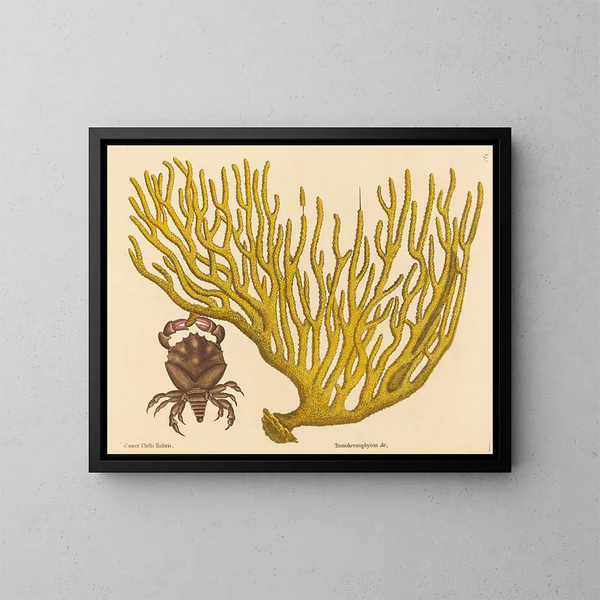 The Red Clawed Crab Cancer erythropus - Mark Catesby — framed artwork on a wall