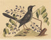 The Red-footed Thrush - Mark Catesby — artwork view