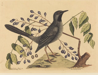 The Red-footed Thrush - Mark Catesby — artwork view