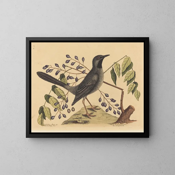 The Red-footed Thrush - Mark Catesby — framed artwork on a wall