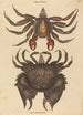 the Crab Rock Motté Red Cancer grapsus - Mark Catesby — artwork view